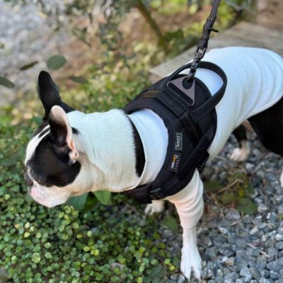 全商品 | paw's living