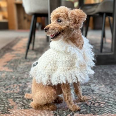 全商品 | paw's living