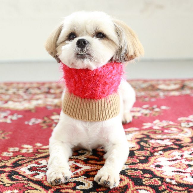 paw's living | paw's living